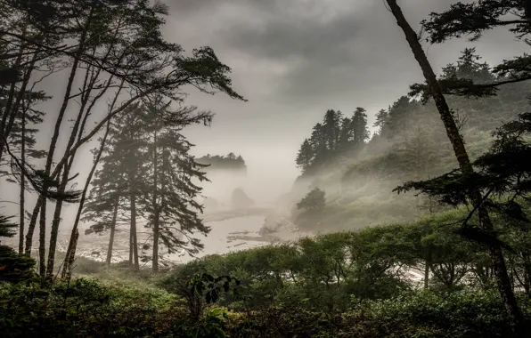 Forest, trees, branches, clouds, fog, river, overcast, hills