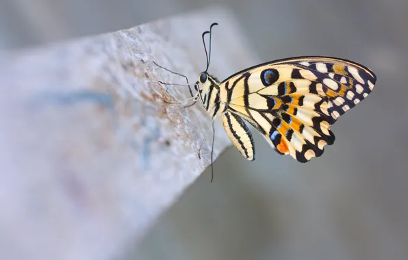 Macro, butterfly, Lime Butterfly, lemon sailboat demolay