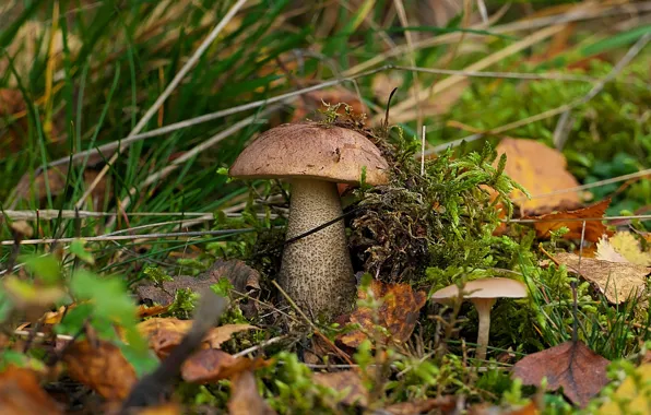 Picture grass, leaves, mushrooms