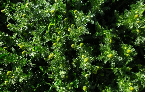 Picture greens, summer, grass, nature, chamomile, meadow