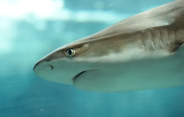 Picture Belgium, the aquarium Museum of liège, Margalski night shark