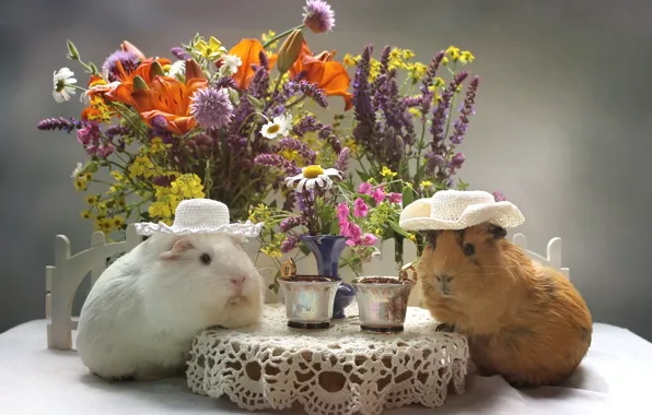 Picture flowers, Lily, bouquet, hat, Cup, Guinea pig