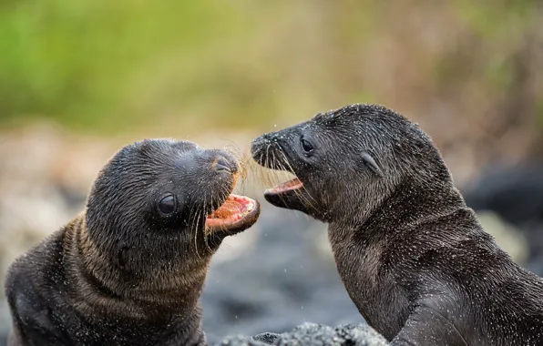 Picture the game, cub, sea lions