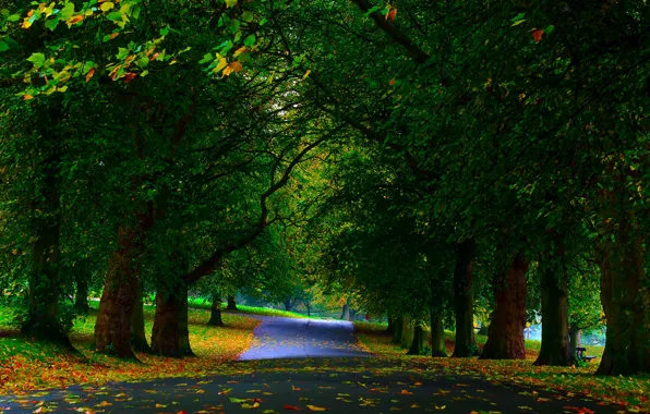 Greens, autumn, leaves, trees, Park, alley