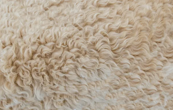 Picture texture, wool, skin