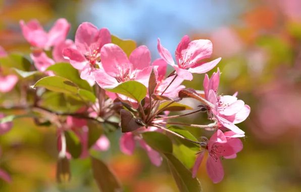 Leaves, light, flowers, branches, background, spring, petals, pink