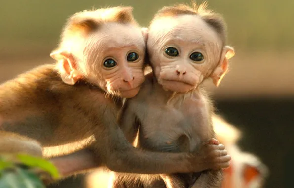 Animals, cute, wildlife, two little monkeys