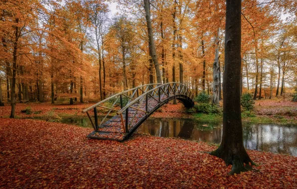 Picture autumn, leaves, water, trees, Park, the bridge, Nederlands, Lifestyle