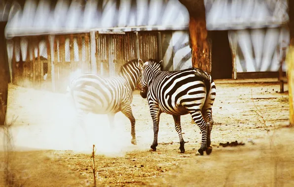 Picture animals, China, dust, zoo, Zebra