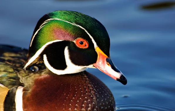 Picture water, bird, beak, duck