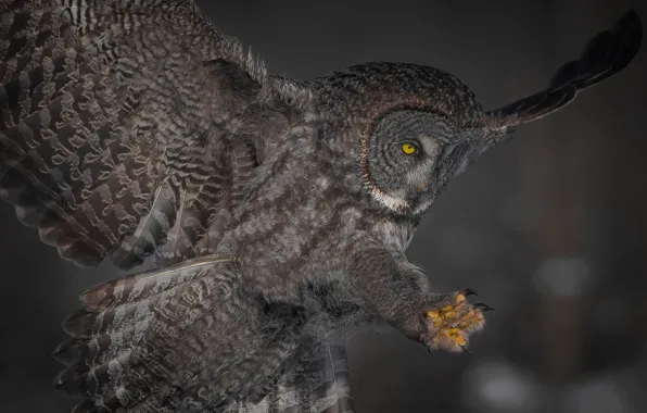 Background, owl, bird, wings, feathers, tail, Great grey owl