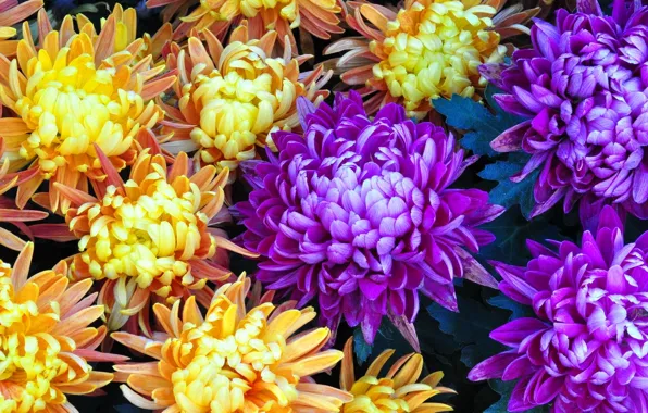 Picture nature, bouquet, petals, garden, flowerbed