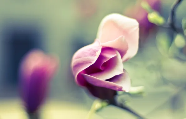 Picture flower, photo, Wallpaper, tenderness, petals, blur, flowering, picture
