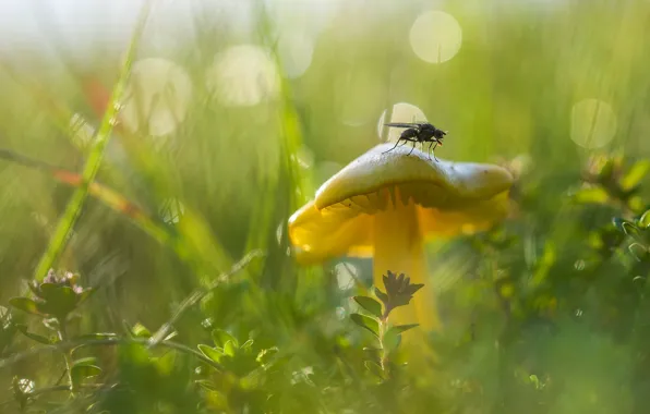 Grass, fly, mushroom, bokeh