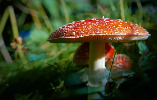 Picture grass, mushrooms, blur, mushroom, bokeh