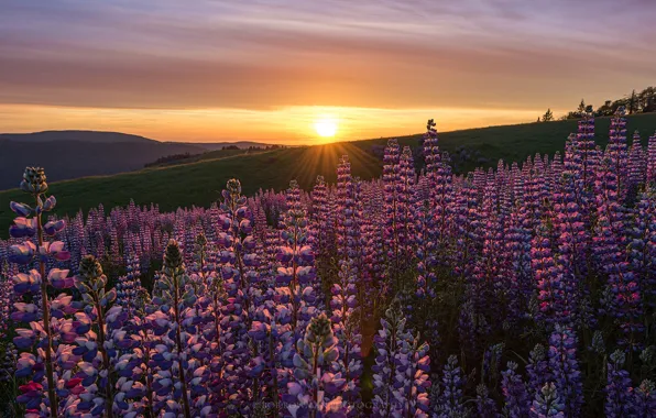 Sunset, flowers, meadow, CA, lupins