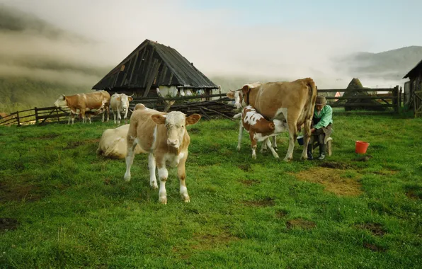 The fence, cow, cows, village, grandfather, house, calf, breastfeeding