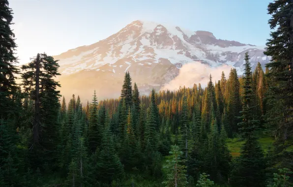 Picture forest, mountains, nature