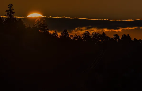 Forest, night, nature, fog