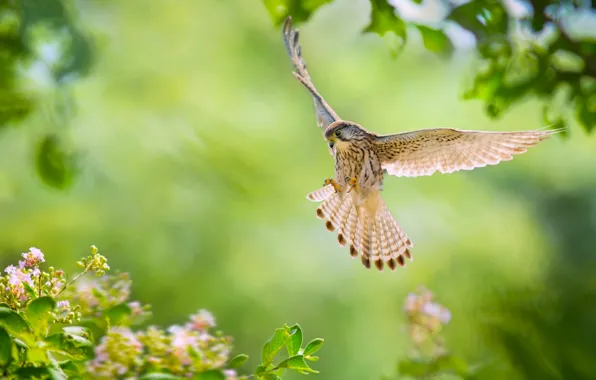 Flowers, bird, wings, feathers, flight, Falcon, Common Kestrel