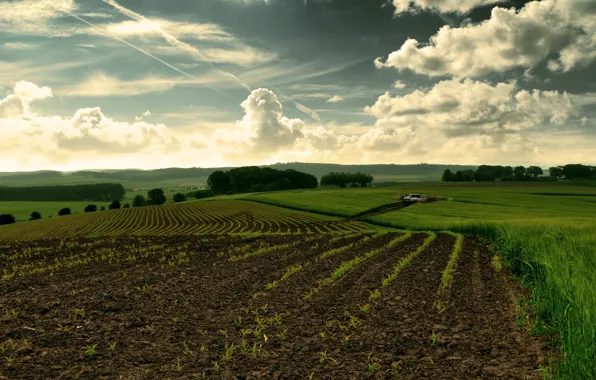 Field, the sky, nature