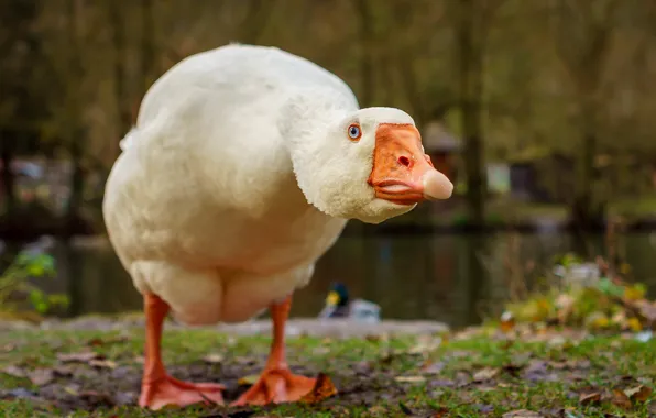 Background, bird, goose