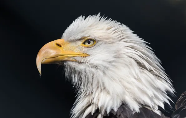 Background, bird, eagle