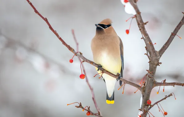 Winter, snow, branches, red, berries, background, bird, fruit