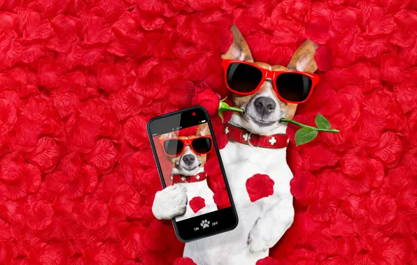 Dog, petals, love, rose, dog, romantic, hearts, funny