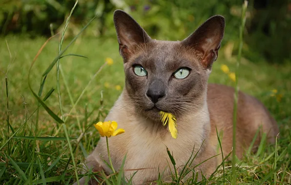 Cat, grass, look, flowers, a feather, The Tonkinese