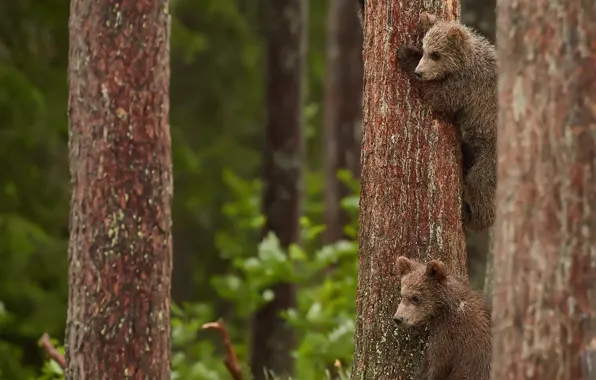 Trees, bears, Trinity, the three bears