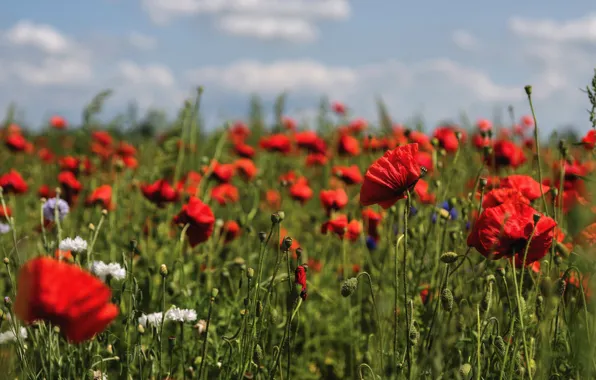 Summer, flowers, nature, Maki, red, poppy field