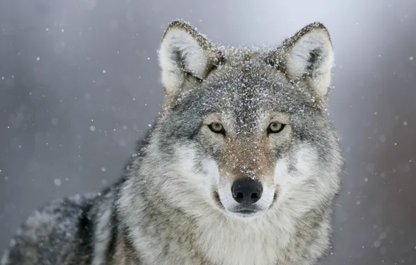 Picture look, snow, wolf, predator
