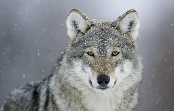 Look, snow, wolf, predator