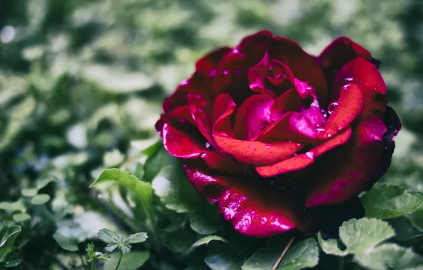 Flower, drops, rose, petals