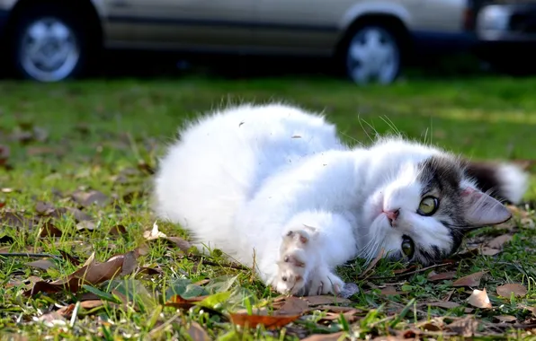 Cat, grass, kitty, street, lies
