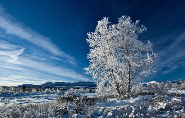 Winter, snow, trees, nature, blue