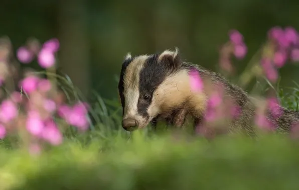 Picture summer, flowers, nature, blur, pink, face, bokeh, badger