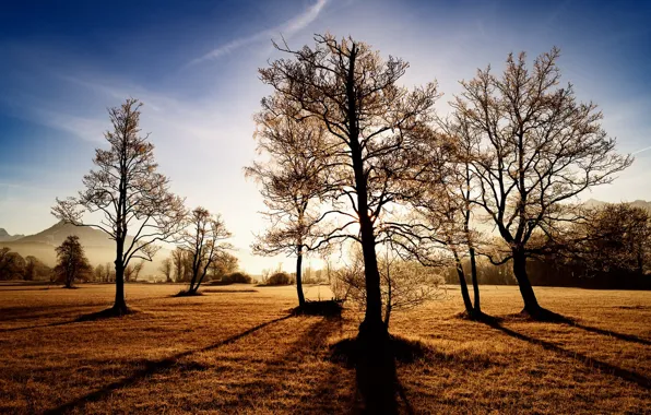 Picture light, trees, morning