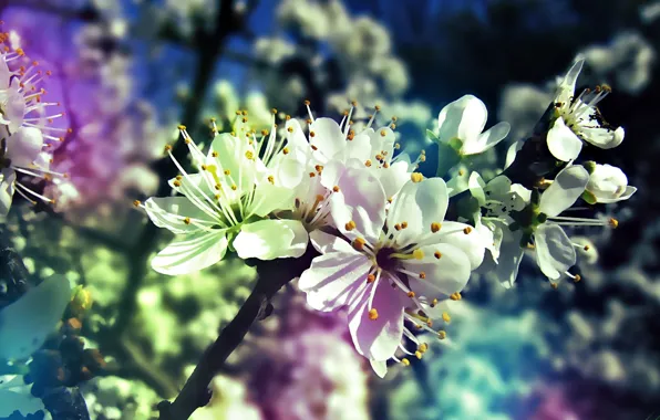 Picture tree, gradient, spring