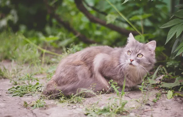 Cat, animals, summer, cat, nature