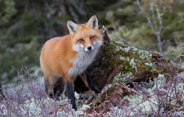 Snow, muzzle, beauty, Fox, red, Fox