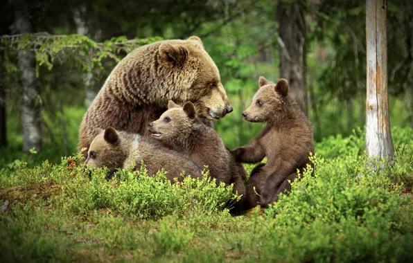 Forest, bears, bears, bear