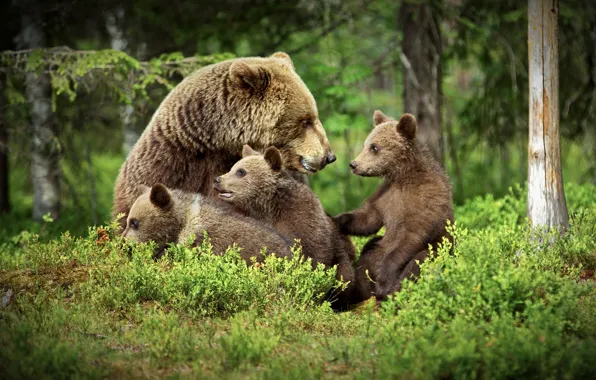 Forest, bear, bear, bear
