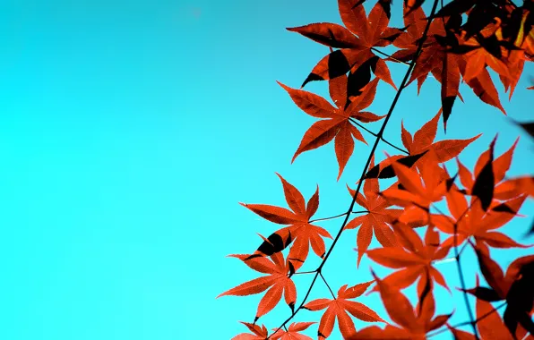 Autumn, the sky, leaves, Japanese maple