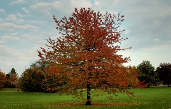 Picture field, autumn, leaves, trees, Nature, falling leaves, trees, landscape