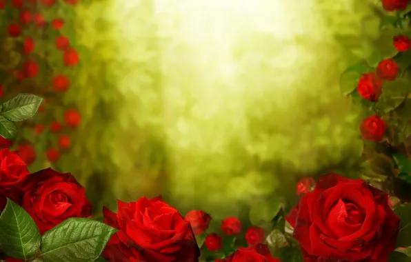 Greens, leaves, red, background, roses, buds, bokeh