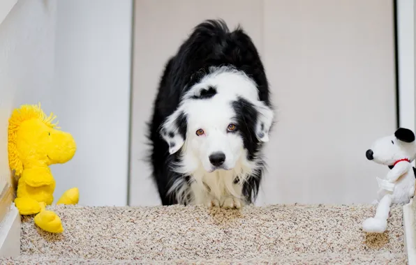 Picture house, toys, dog