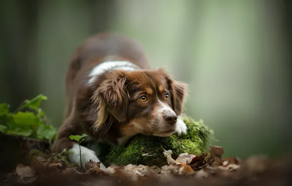 Picture look, face, leaves, background, moss, dog