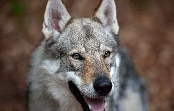 Wolf, dog, Metis, Czechoslovak Volchak